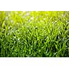 green grass background