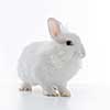 White rabbit isolated on white background