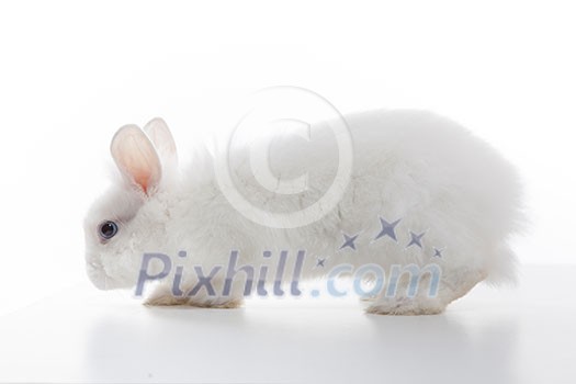 White rabbit isolated on white background White rabbit isolated on white background