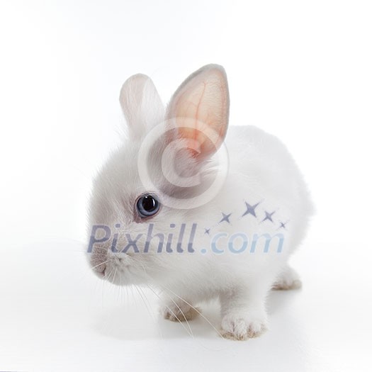 White rabbit isolated on white background White rabbit isolated on white background