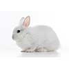 White rabbit isolated on white background