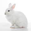 White rabbit isolated on white background