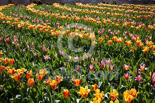 Flowers in Keukenhof park, Netherlands, also known as the Garden of Europe, is the world's largest flower garden. Flowers in Keukenhof park, Netherlands, also known as the Garden of Europe, is the world's largest flower garden.