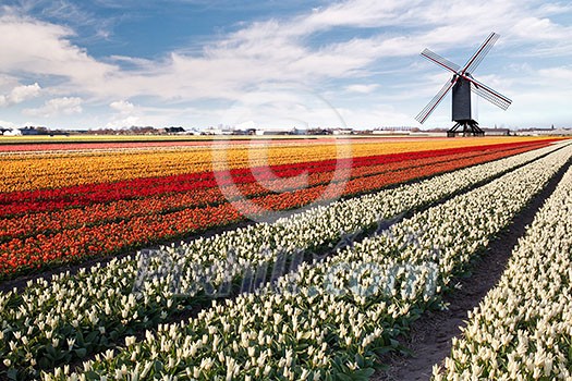 Windmill on field of tulips in Netherlands