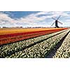 Windmill on field of tulips in Netherlands