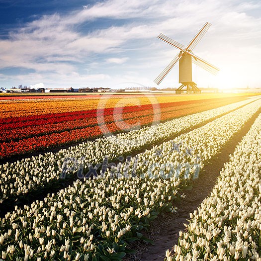 Windmill on field of tulips in Netherlands Windmill on field of tulips in Netherlands