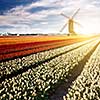 Windmill on field of tulips in Netherlands