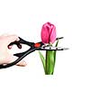 scissors cutting pink tulip isolated on white