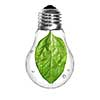 Natural energy concept. Light bulb with green spinach leaf inside isolated on white