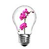 Natural energy concept. Light bulb with pink orchid isolated on white