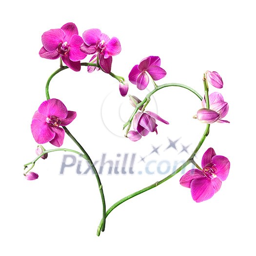 heart from pink orchids isolated on white