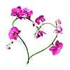 heart from pink orchids isolated on white