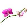 pink orchid branch isolated on white