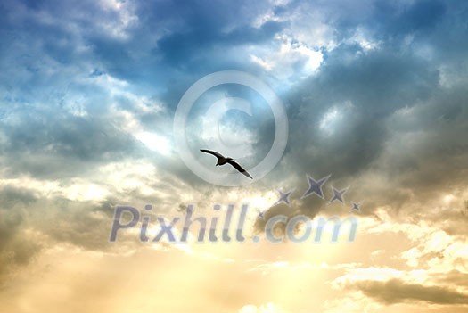 bird and dramatic clouds with sun beams bird and dramatic clouds with sun beams