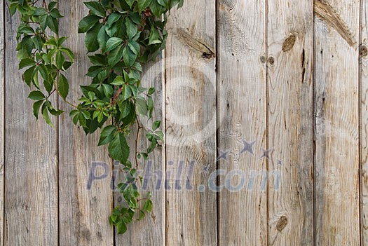 wooden wall with green leaves
