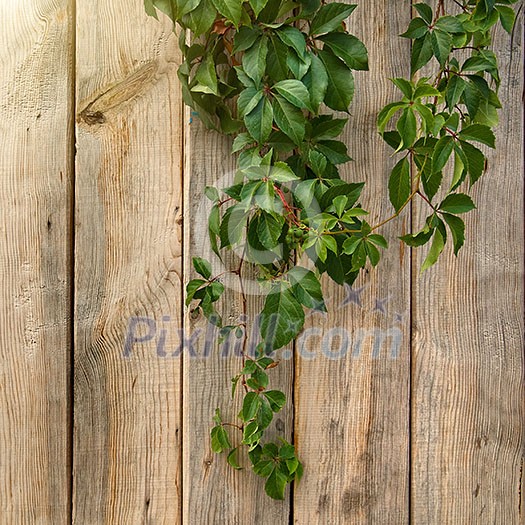 wooden wall with green leaves