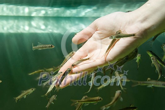 Hand in water with fishes (Fish spa for skin care)