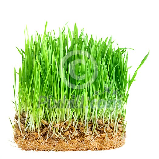 close-up green grass with roots isolated on white