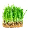 close-up green grass with roots isolated on white