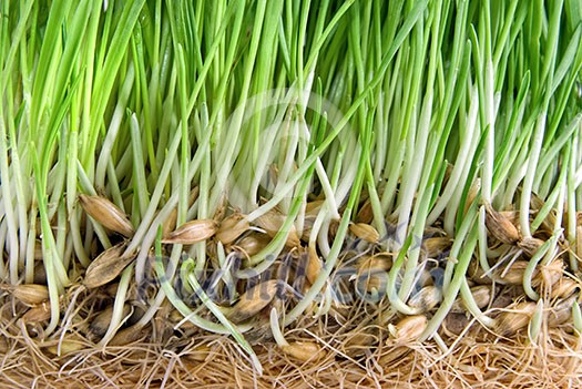 close-up green grass with roots close-up green grass with roots