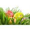 color easter eggs in nest from green grass on white