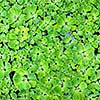 background from green duckweed in water