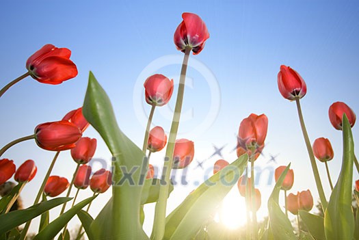 red tulips against blue sky