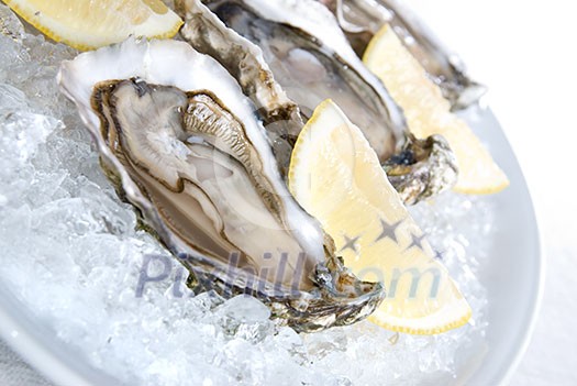 raw oysters with lemon and ice raw oysters with lemon and ice