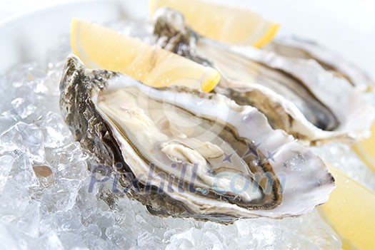 raw oysters with lemon and ice raw oysters with lemon and ice