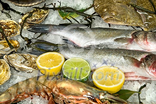 fresh frozen fish with oysters, lobster and lemons in ice fresh frozen fish with oysters, lobster and lemons in ice