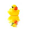rubber yellow duck with reflection isolated