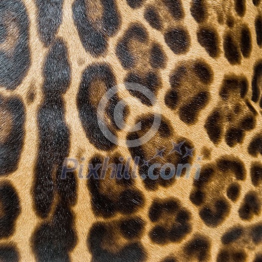 Leopard skin background Leopard skin background