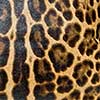 Leopard skin background