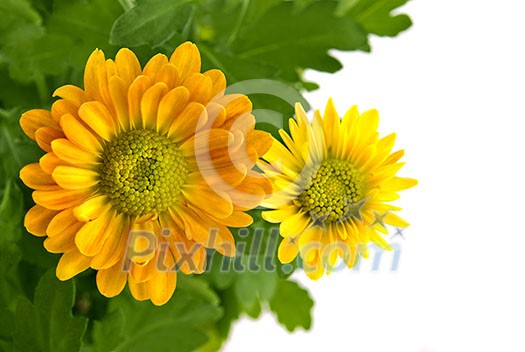 yellow chrysanthemum bouquet isolated on white