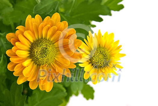 yellow chrysanthemum bouquet isolated on white yellow chrysanthemum bouquet isolated on white