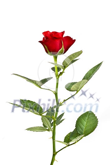 red rose isolated on white