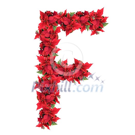 letter from red christmas flowers isolated on white