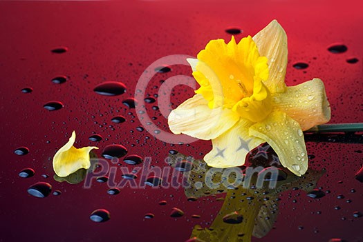 yellow narcissus on red background with water drops yellow narcissus on red background with water drops