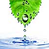 green leaf with water drops and splash isolated on white