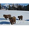 nature scene with cow animal at winter with snow  mountain landscape in background