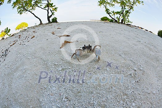 crab tropical wild animal  on a white sand beach