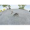 crab tropical wild animal  on a white sand beach