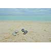 tropical beach nature landscape scene with white sand at summer