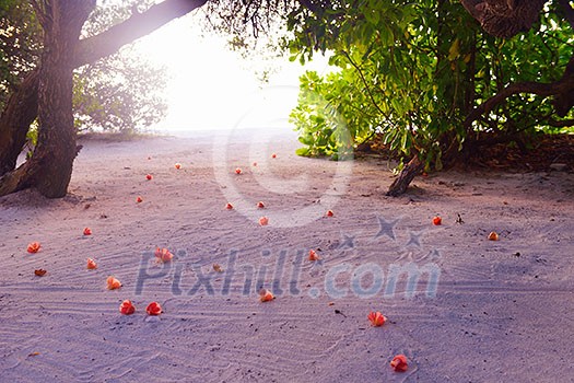 tropical beach with white sand at summer tropical beach with white sand at summer