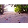 tropical beach with white sand at summer