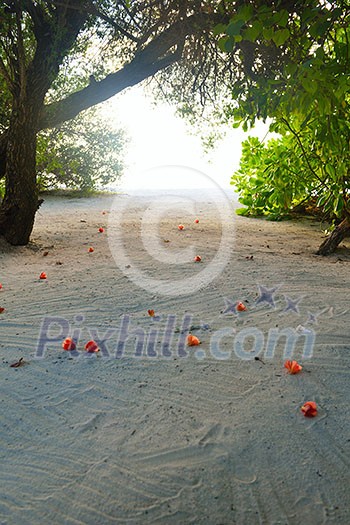 tropical beach nature landscape scene with white sand at summer