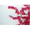 flower and white wall outdoor decoration