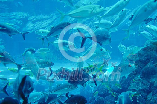 blue background ocean underwater aquarium with fishes and reef blue background ocean underwater aquarium with fishes and reef
