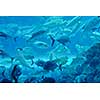 blue background ocean underwater aquarium with fishes and reef