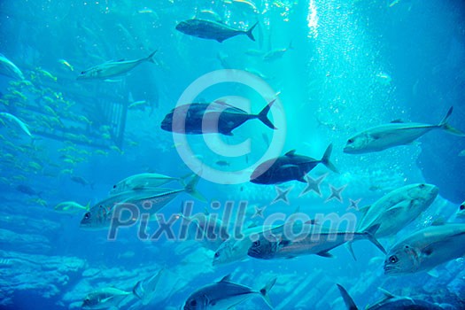 blue background ocean underwater aquarium with fishes and reef blue background ocean underwater aquarium with fishes and reef